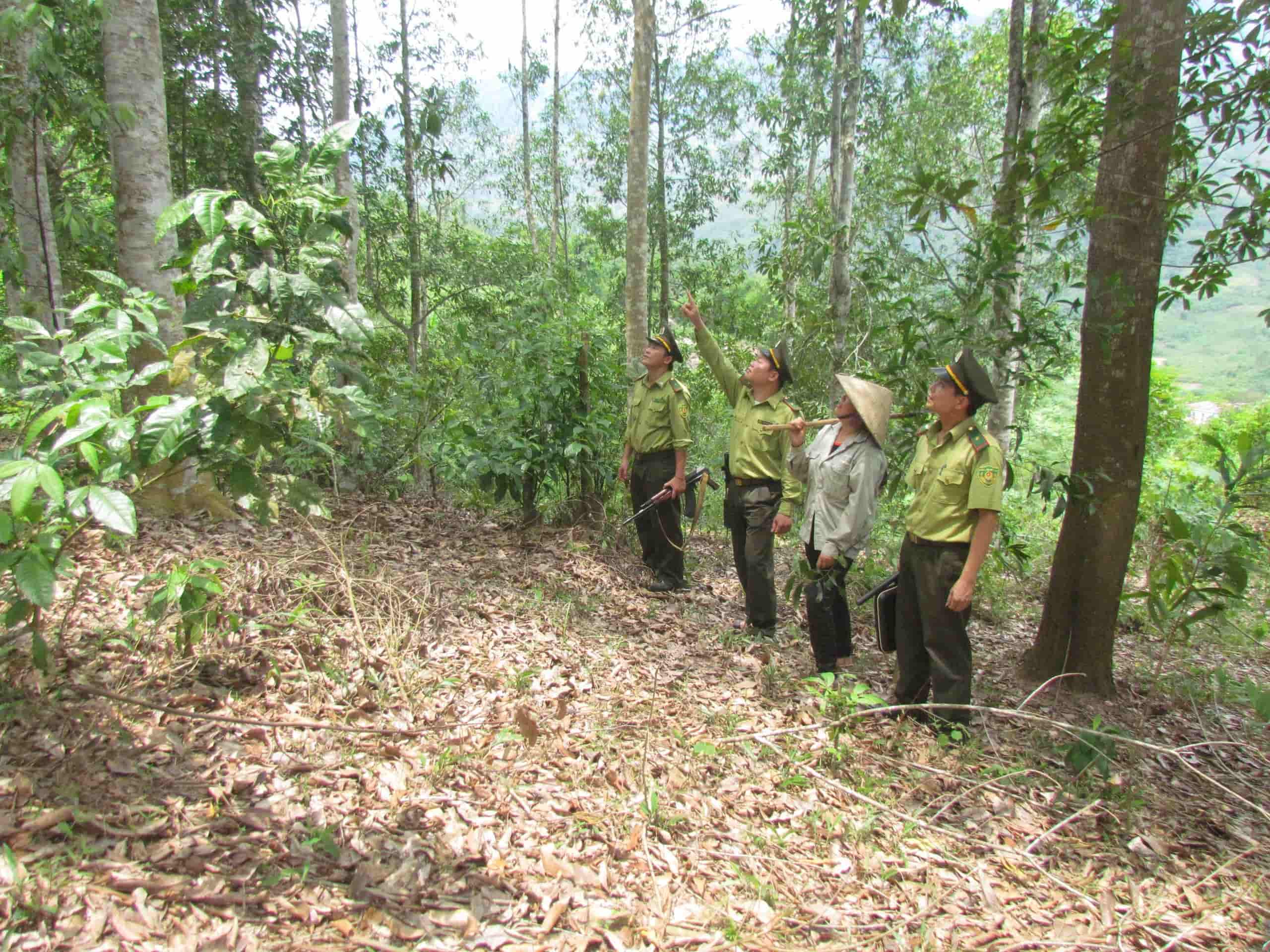 Kế hoạch bảo vệ rừng và phòng cháy, chữa cháy rừng năm 2025