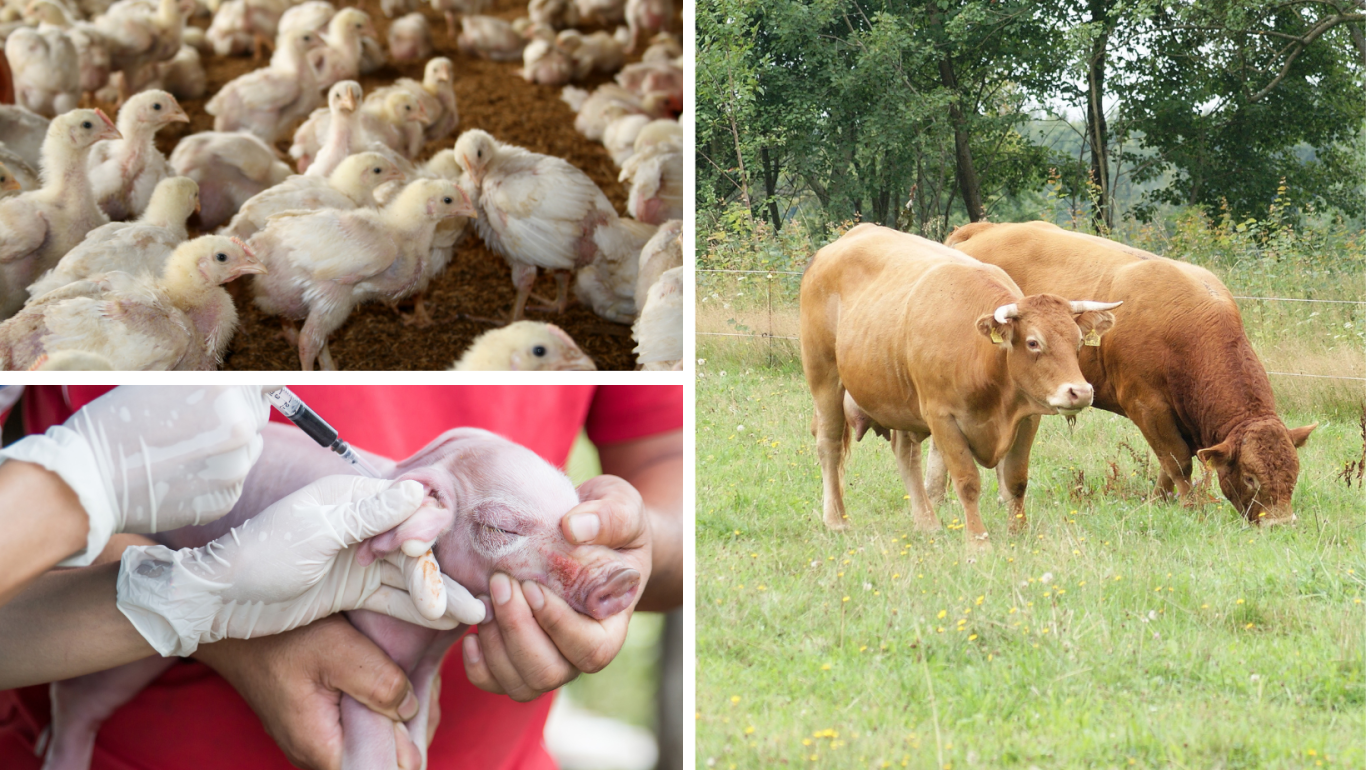 Đắk Lắk chấn chỉnh công tác dịch bệnh động vật trên cạn và rà soát tiêm vắc xin phòng bệnh cho đàn vật nuôi