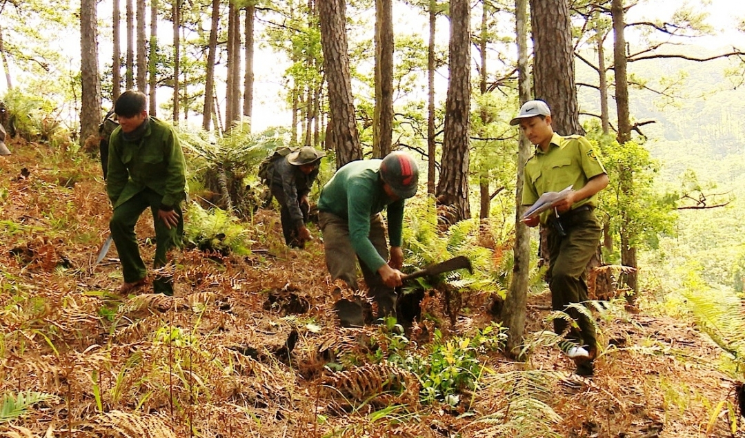 Đắk Lắk chủ động triển khai công tác phòng cháy, chữa cháy rừng