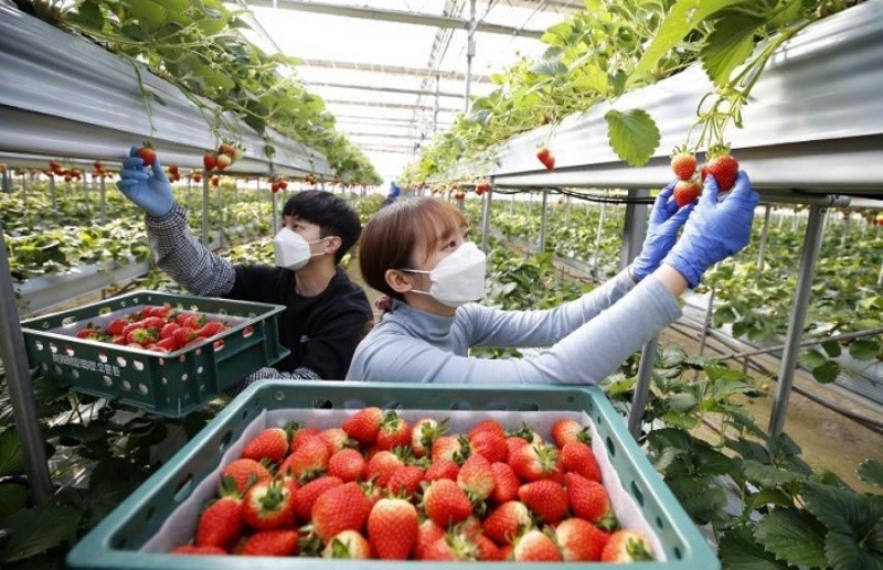 Thống nhất chủ trương ký kết MOU về lao động thời vụ huyện Jindo, tỉnh Jeollanam (Hàn Quốc)