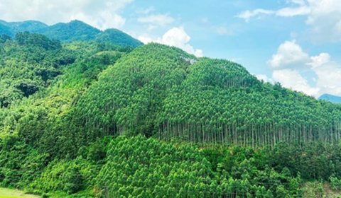 Giao cơ quan tiếp nhận hồ sơ thanh lý rừng trồng