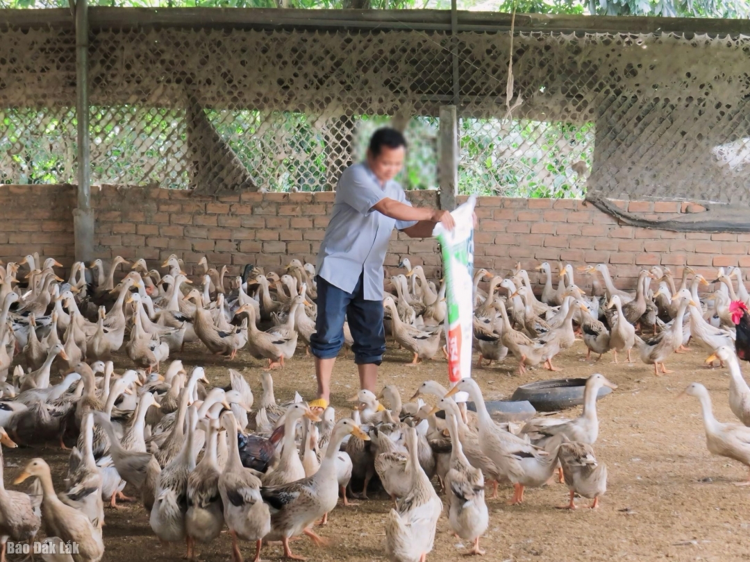 Khẩn trương triển khai đồng bộ, hiệu quả các giải pháp phòng, chống bệnh Cúm gia cầm (CGC) trên địa bàn tỉnh Đắk Lắk