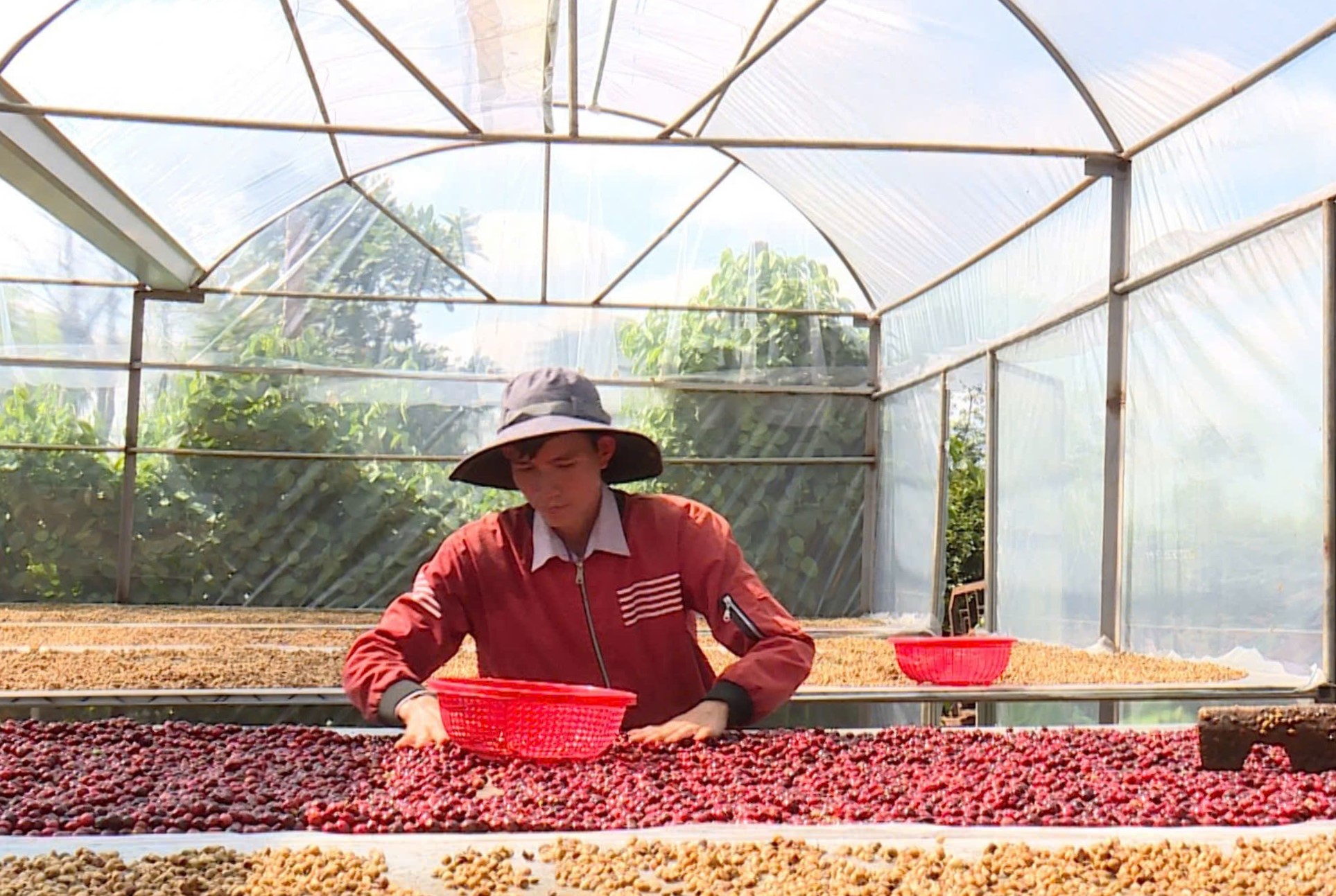 Đảm bảo sản xuất, thu hoạch, chế biến và tiêu thụ cà phê niên vụ 2025 - 2026 trên địa bàn tỉnh Đắk Lắk.