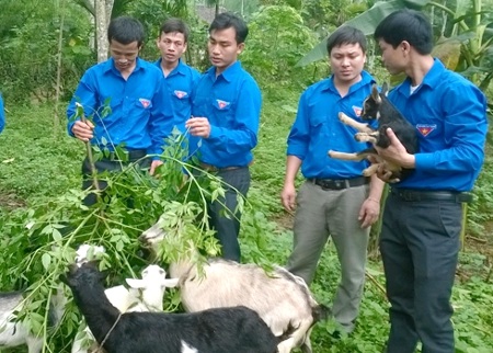 Vay vốn Quỹ Quốc gia về việc làm nguồn vốn kênh Trung ương Đoàn TNCS Hồ Chí Minh