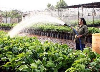 Quy hoạch hệ thống nghiên cứu, chuyển giao, sản xuất và cung ứng giống cây nông, lâm nghiệp, giống vật nuôi và giống thủy sản giai đoạn 2011-2015 và định hướng đến năm 2020