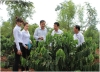 Tái canh cây cà phê trên địa bàn Đắk Lắk - Nhìn từ phía ngân hàng
