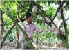 Dự án Cạnh tranh nông nghiệp: Nâng cao giá trị cho nông sản Đắk Lắk