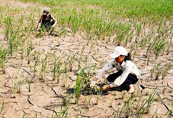 Đắk Lắk được hỗ trợ 57 tỷ đồng để khắc phục hạn hán vụ Đông Xuân năm 2015- 2016