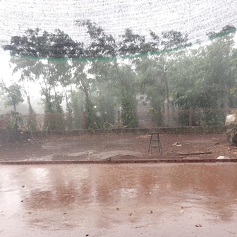 Xuất hiện “mưa vàng” trên diện rộng