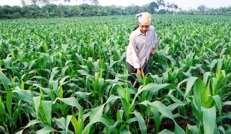 Hỗ trợ chuyển đổi từ trồng lúa sang trồng ngô