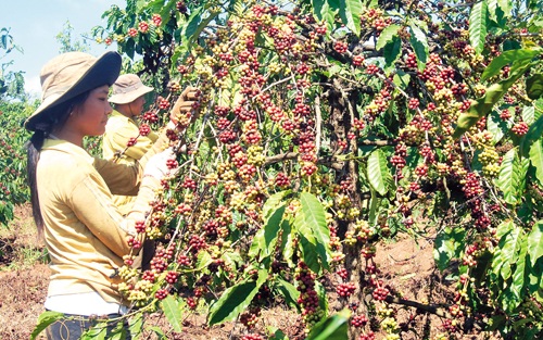 Kết luận của Phó Thủ tướng Vương Đình Huệ tại buổi làm việc với lãnh đạo tỉnh Đắk Lắk