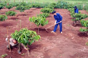 Triển khai Chương trình vay tái canh cây cà phê trên địa bàn tỉnh