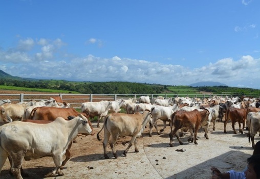 Cấp kinh phí bồi thường, hỗ trợ giải phóng mặt bằng DA đầu tư phát triển chăn nuôi gia súc tại Đắk Lắk
