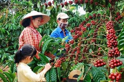Tuyên truyền Chương trình cho vay tái canh cà phê