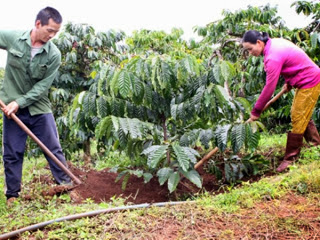 Đắk Lắk: Đẩy mạnh tuyên truyền cho vay tái canh cà phê