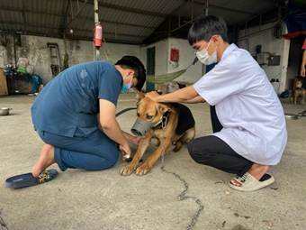 Thực hiện quyết liệt và đồng bộ các giải pháp phòng, chống bệnh Dại trên động vật