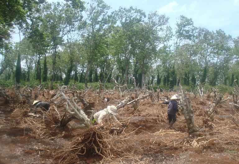 Nhiều chính sách hỗ trợ cho chương trình tái canh cà phê.