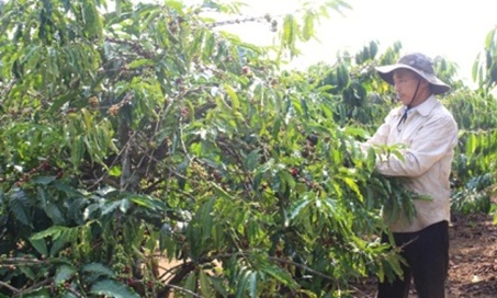 Báo cáo tổng kết niên vụ cà phê 2015-2016 và kế hoạch niên vụ 2016-2017