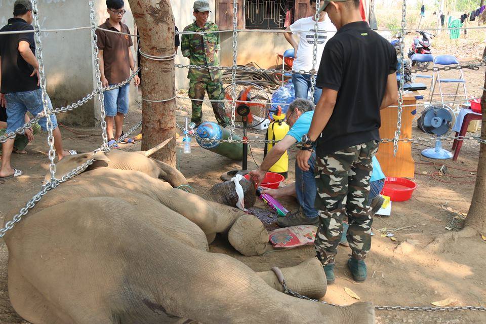 To discuss solutions for management and conservation of Vietnam Elephants