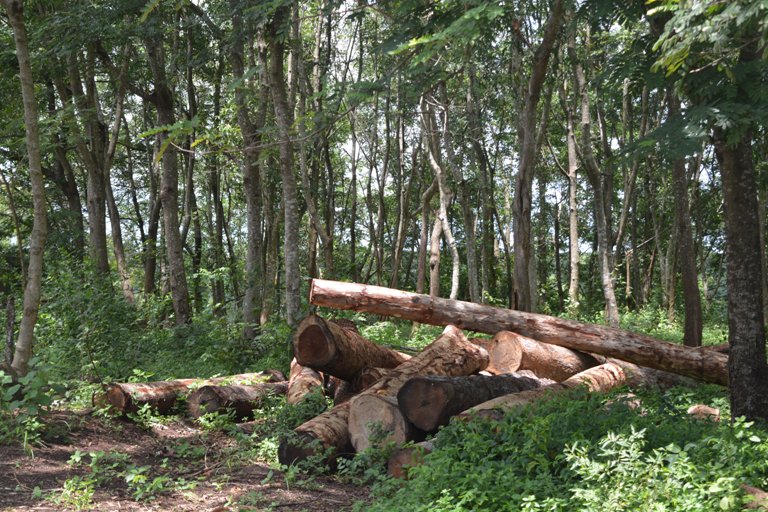 Báo cáo tình hình thực hiện kế hoạch hành động tăng trưởng xanh năm 2016 và kế hoạch hành động năm 2017.