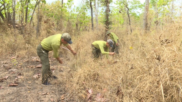 Vườn Quốc gia Yok Đôn tăng cường công tác phòng chống cháy rừng
