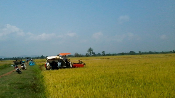 Ban hành Quy định mức hỗ trợ khuyến khích phát triển hợp tác, liên kết sản xuất gắn với tiêu thụ nông sản, xây dựng cánh đồng lớn trên địa bàn tỉnh.