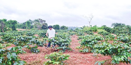 Điều chỉnh, bổ sung Kế hoạch tái canh cà phê giai đoạn 2017- 2020