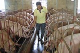 Gia hạn nợ cho khách hàng vay vốn chăn nuôi lợn