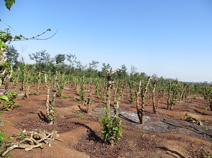 Báo cáo kết quả Thống kê đất đai năm 2016 trên địa bàn tỉnh.