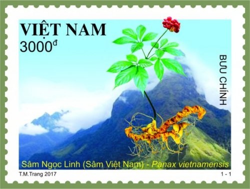 Phát hành đặc biệt bộ tem “Sâm Ngọc Linh