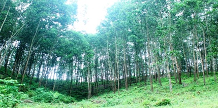 Triển khai Quyết định số 2915/QĐ-BNN-TCLN ngày 05/7/2017 của Bộ Nông nghiệp và Phát triển nông thôn