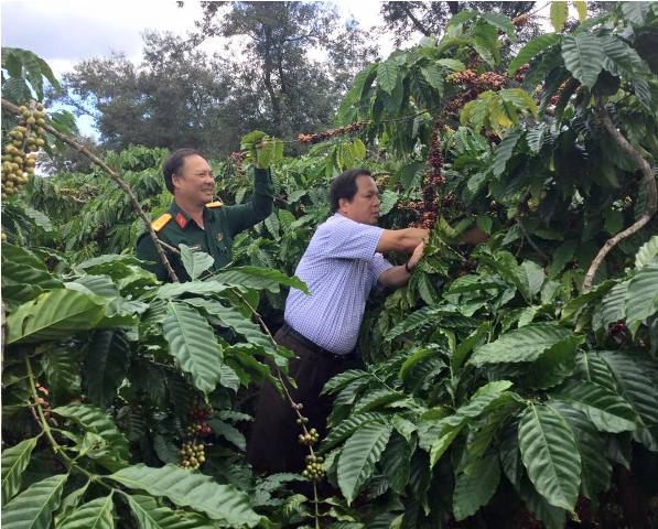 Huyện Cư M'gar đẩy mạnh phát triển càfê bền vững