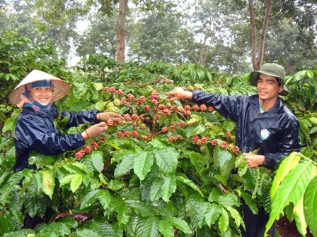 Chỉ thị về việc sản xuất, thu hoạch, chế biến và tiêu thụ cà phê niên vụ 2017 – 2018