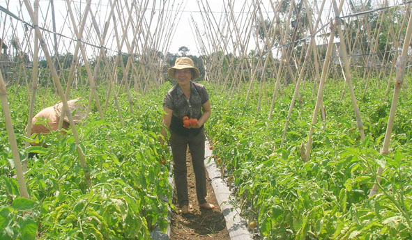 Xây dựng Mô hình Hợp tác xã gắn với chuỗi giá trị.