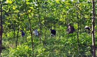 Điều chỉnh phương án sắp xếp, đổi mới các Công ty nông, lâm nghiệp thuộc tỉnh quản lý