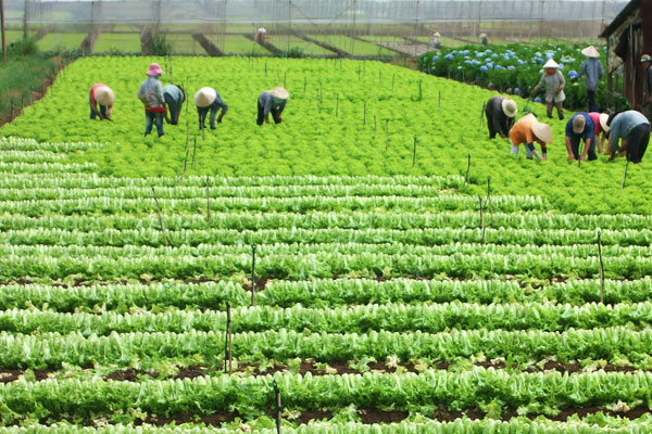Thực hiện Kế hoạch phát triển HTX nông nghiệp theo chuỗi giá trị giai đoạn 2018 – 2020 do tổ chức SNV/Agriterra (Hà Lan) hỗ trợ