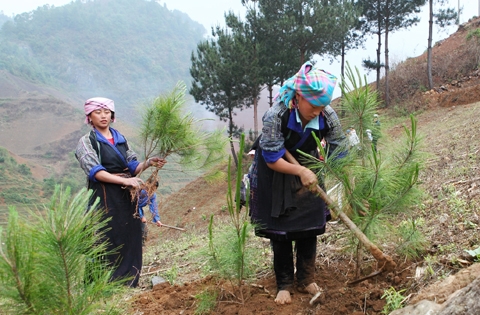Báo cáo tình hình thực hiện Chương trình mục tiêu phát triển lâm nghiệp bền vững
