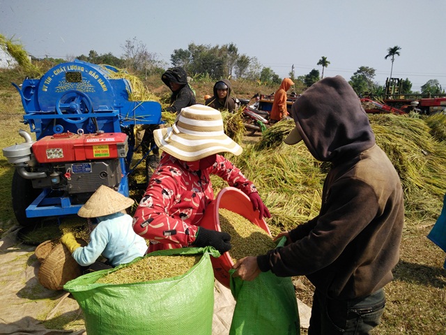 Huyện Cư M’gar vụ lúa Đông Xuân được mùa được giá