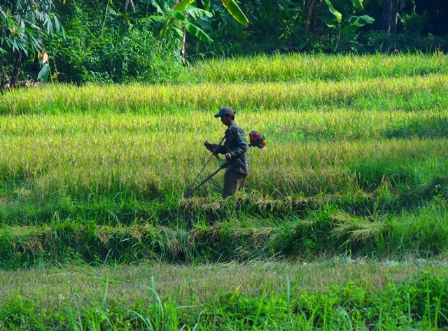 Tháng ba rực rỡ lúa vàng trên ruộng bậc thang Cư M’gar