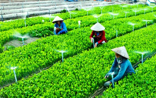 Công tác phát triển kinh tế Hợp tác xã của tỉnh năm 2018