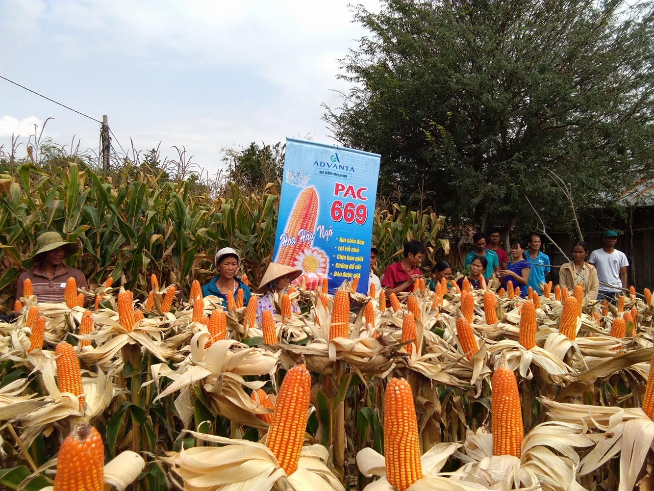Hội thảo đầu bờ mô hình giống ngô PAC 669