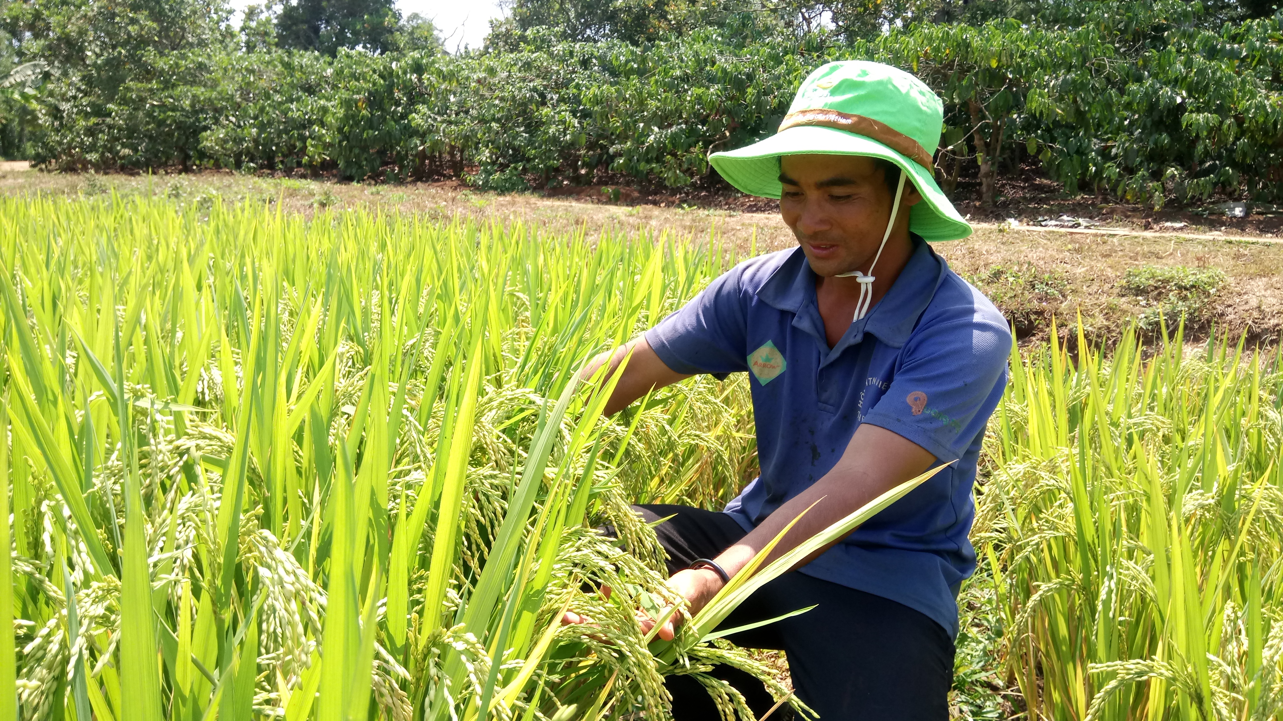 Khảo nghiệm thành công giống lúa thuần BC15 mở ra hướng đi mới trong việc chuyển đổi giống lúa nước ở huyện Cư M'gar