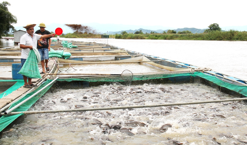 Kế hoạch triển khai chương trình phát triển kinh tế thủy sản bền vững giai đoạn 2018-2020