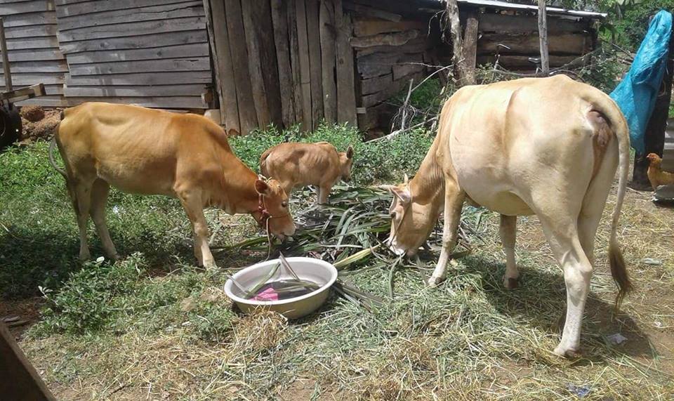 Kết quả từ công trình “100 con bò sinh sản chung tay cùng Phụ nữ nghèo” tại huyện Ea Súp, tỉnh Đắk Lắk