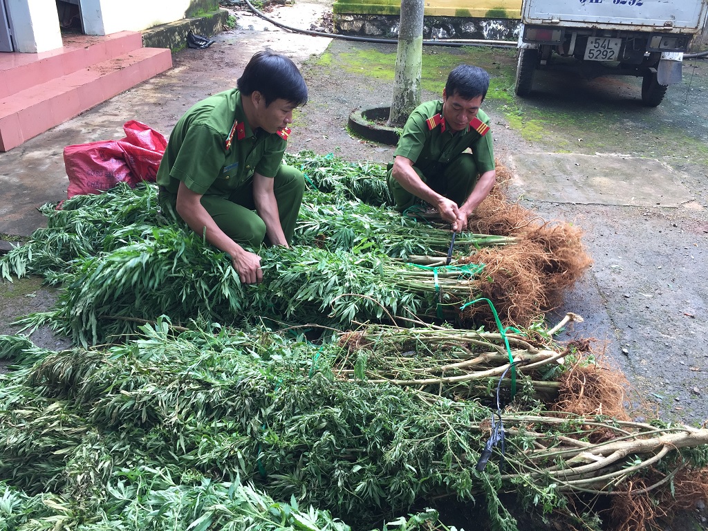 Đắk Lắk xử lý đối tượng trồng số lượng lớn cây cần sa