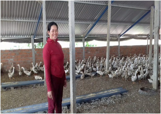 Làm giàu từ mô hình nuôi vịt đẻ trứng