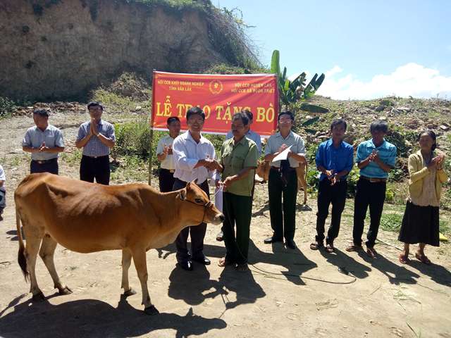 Tặng bò giống cho cựu chiến binh có hoàn cảnh khó khăn.