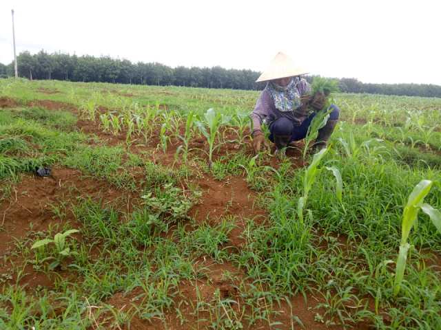 Hiệu quả phương pháp xen canh cây trồng ở xã Ea Riêng, huyện M’Đrắk