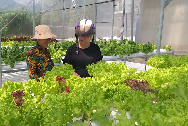 Mạnh dạn đầu tư mô hình trồng rau thủy canh