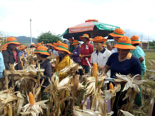 Hội thảo đầu bờ giống ngô lai GT722 ở Buôn M’Liêng 2